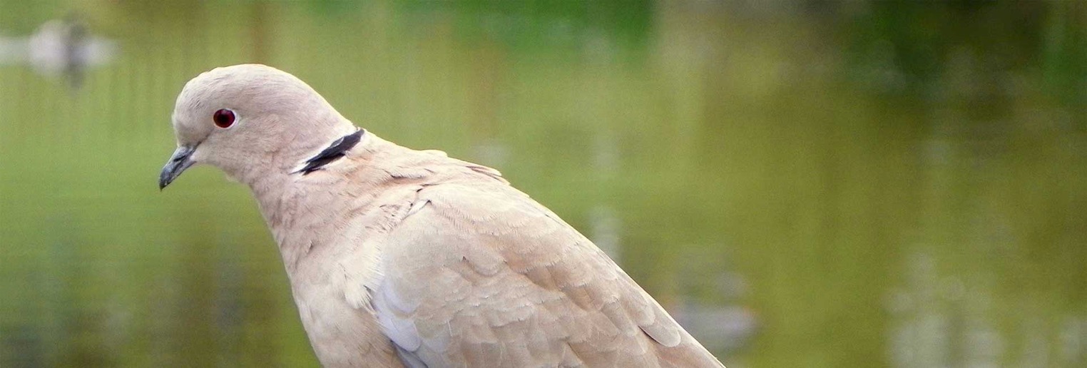 collared dove