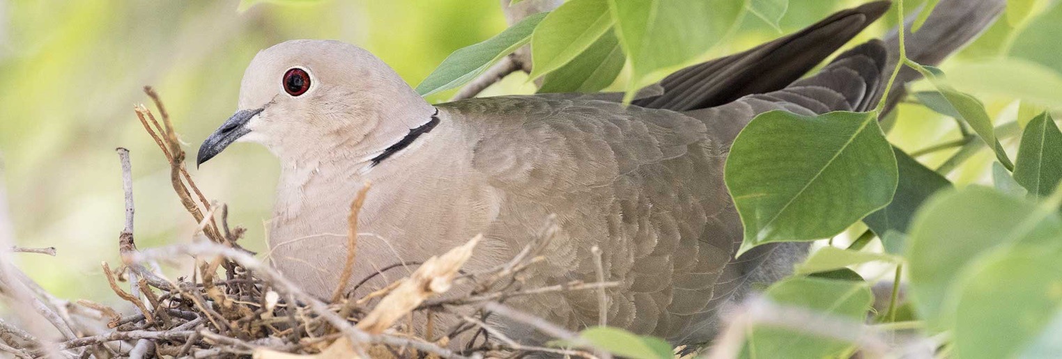 collared doves