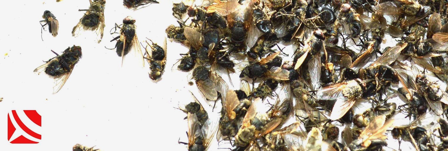 cluster flies on window