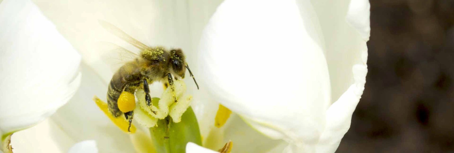 honey bees swarming