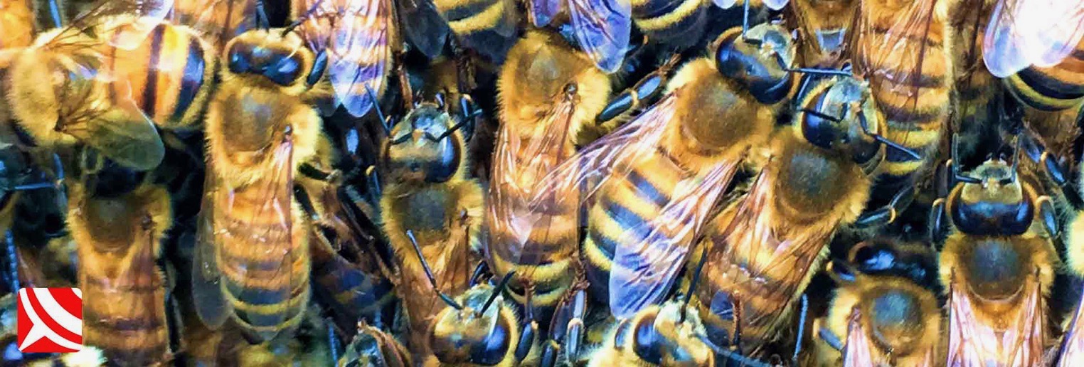 honey bees make honey