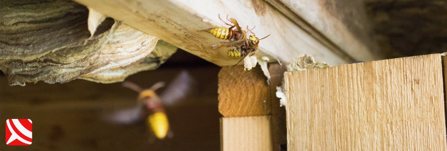 european hornets in bristol