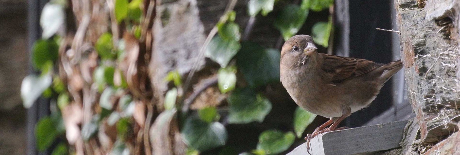 house sparrows