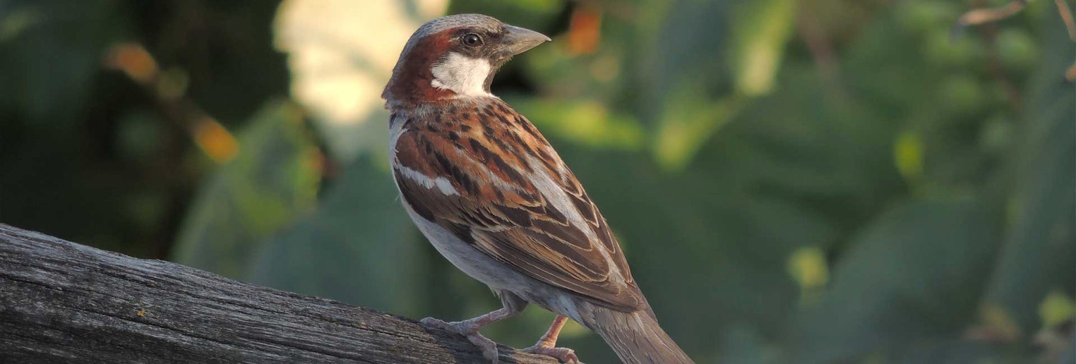 house sparrow