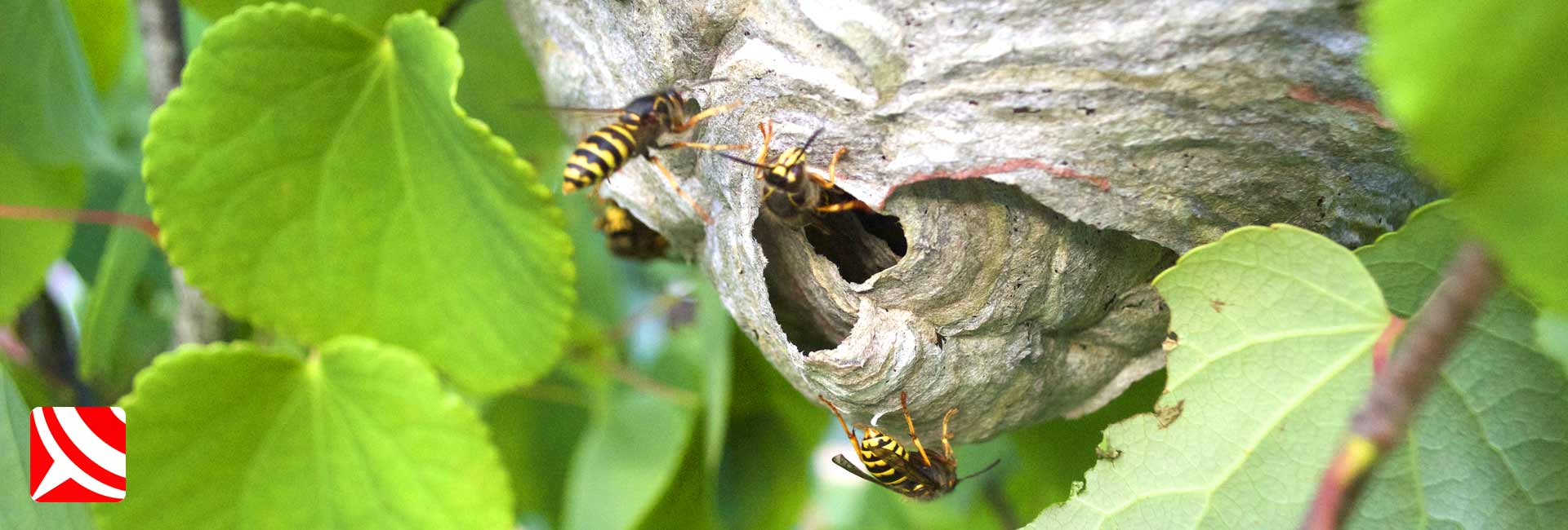 median wasps nest