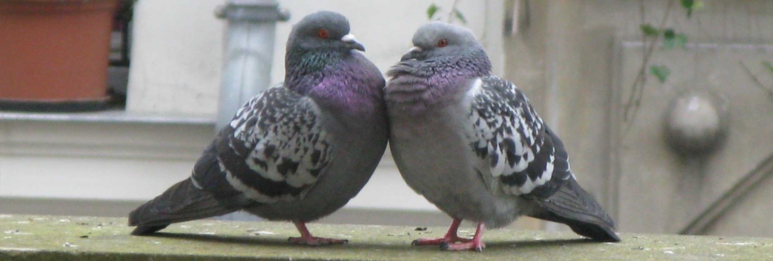 feral pigeon columba livia