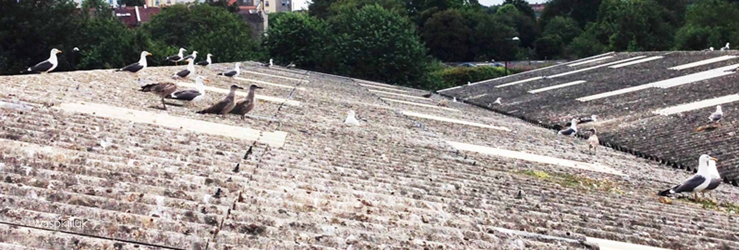 seagull flock