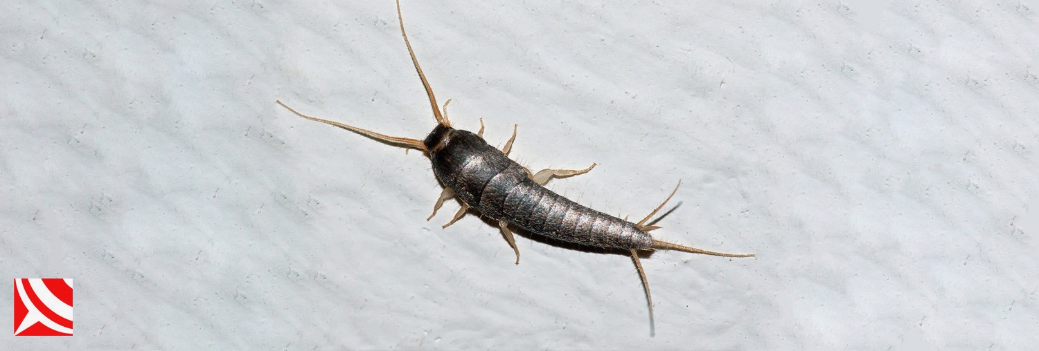 silverfish bugs