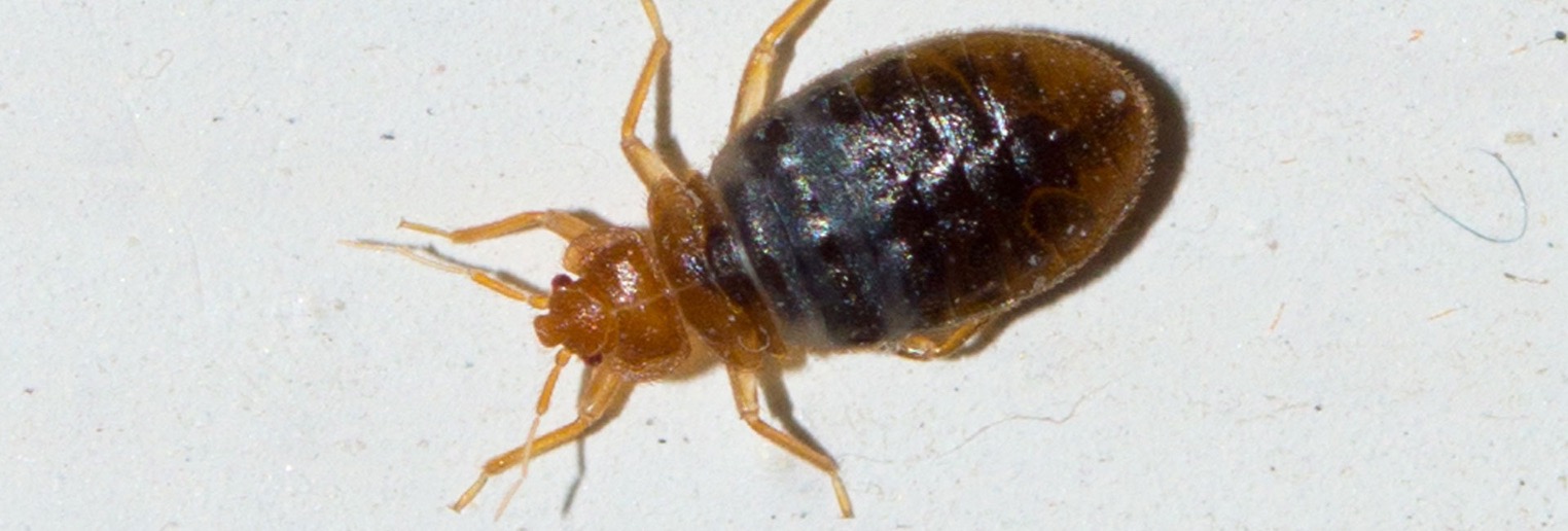 bed bug close