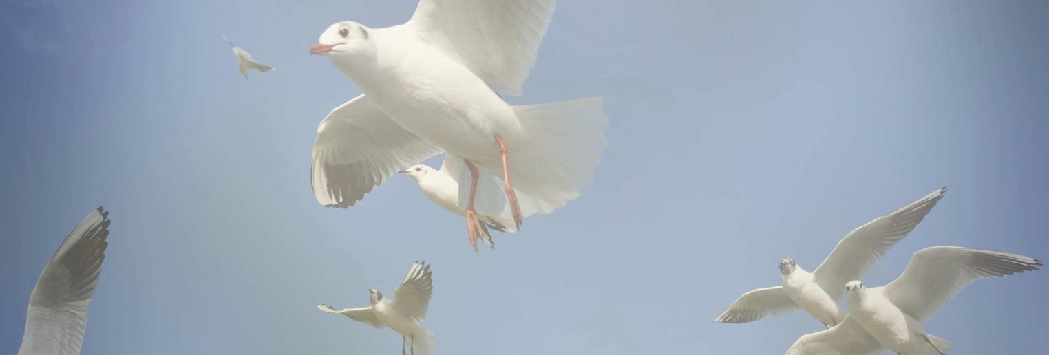 bird netting