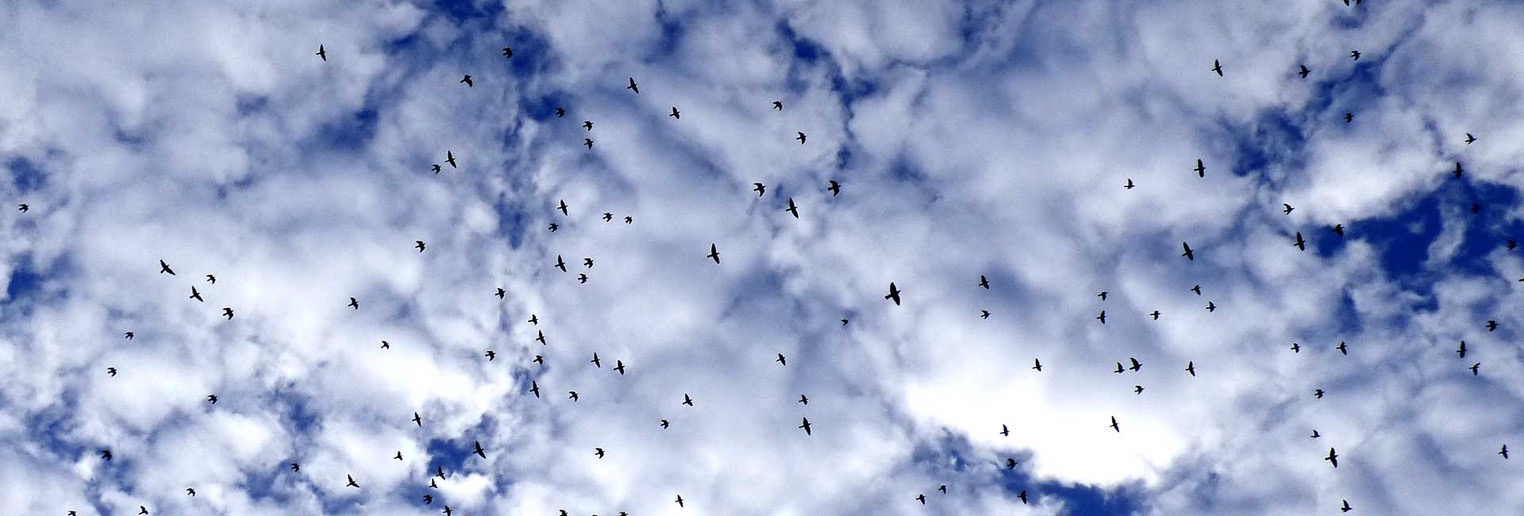 starlings