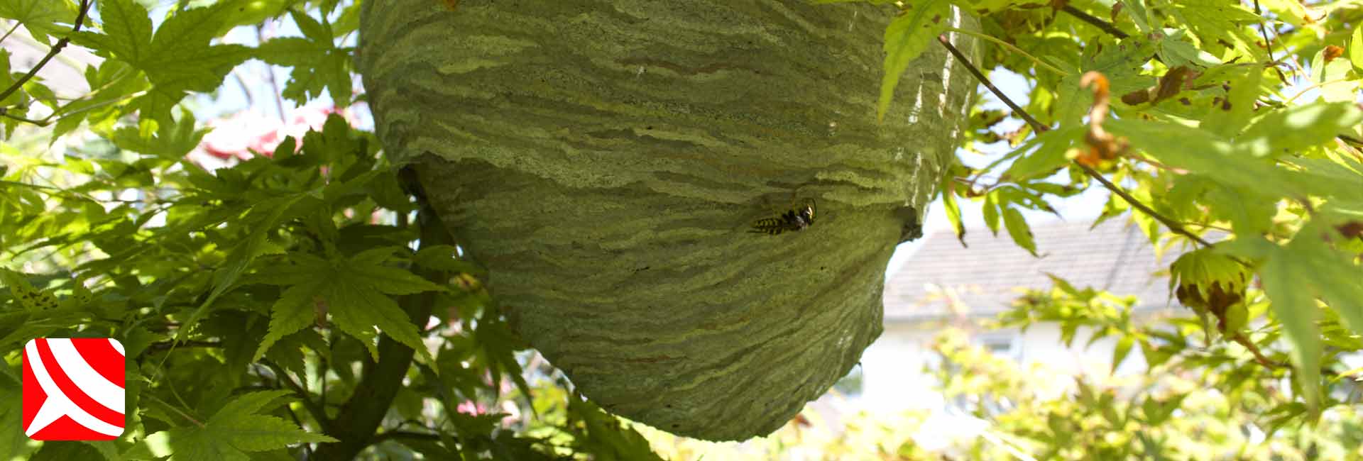 wasps nest