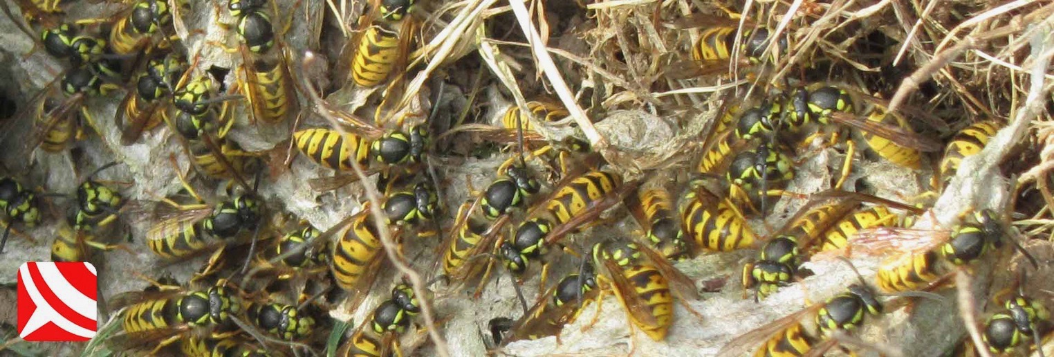 bristol wasp control