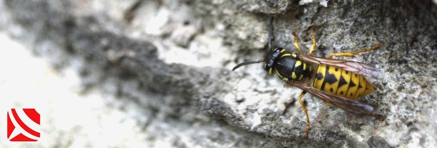 bristol wasp nest removal