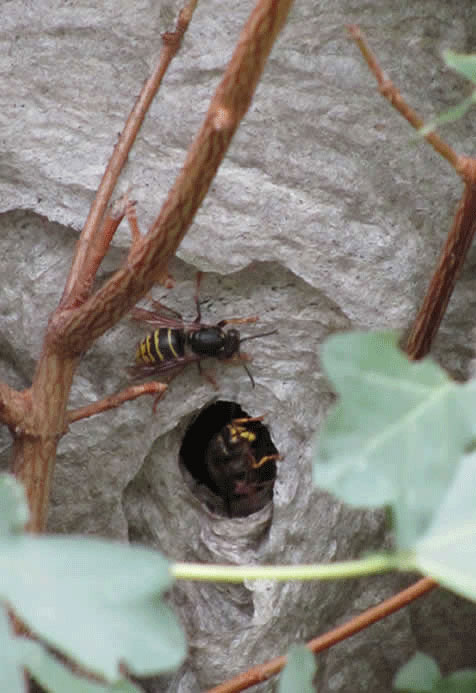 bristol wasp removal