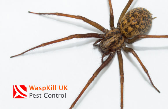 false widow spider Bristol